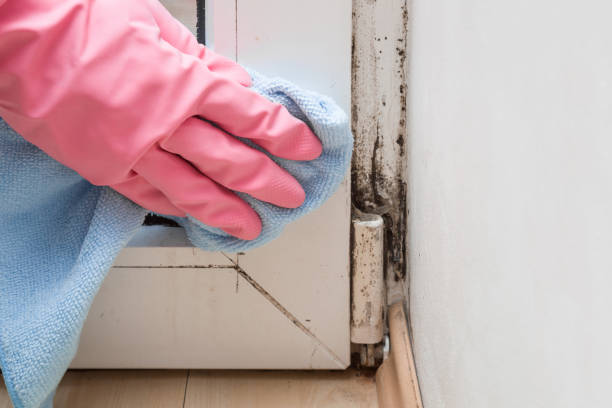 Trusted Suny Oswego, NY Mold Remediation Experts